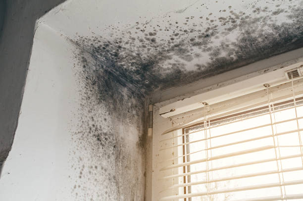 Affordable Mold Cleanup solutions in Hudson, TX